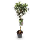 Green boutiQ - Tuinplant - Olea Europaea - Plant op stam - Terras Plant - Bladhoudend - Weinig Onderhoud - Kruka 19cm Hoogte 90cm