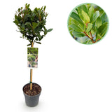 Green boutiQ - Tuinplant - Laurus nobilis - Plant op stam - Terras Plant - Bladhoudend - Weinig Onderhoud - Kruka 19cm Hoogte 90cm