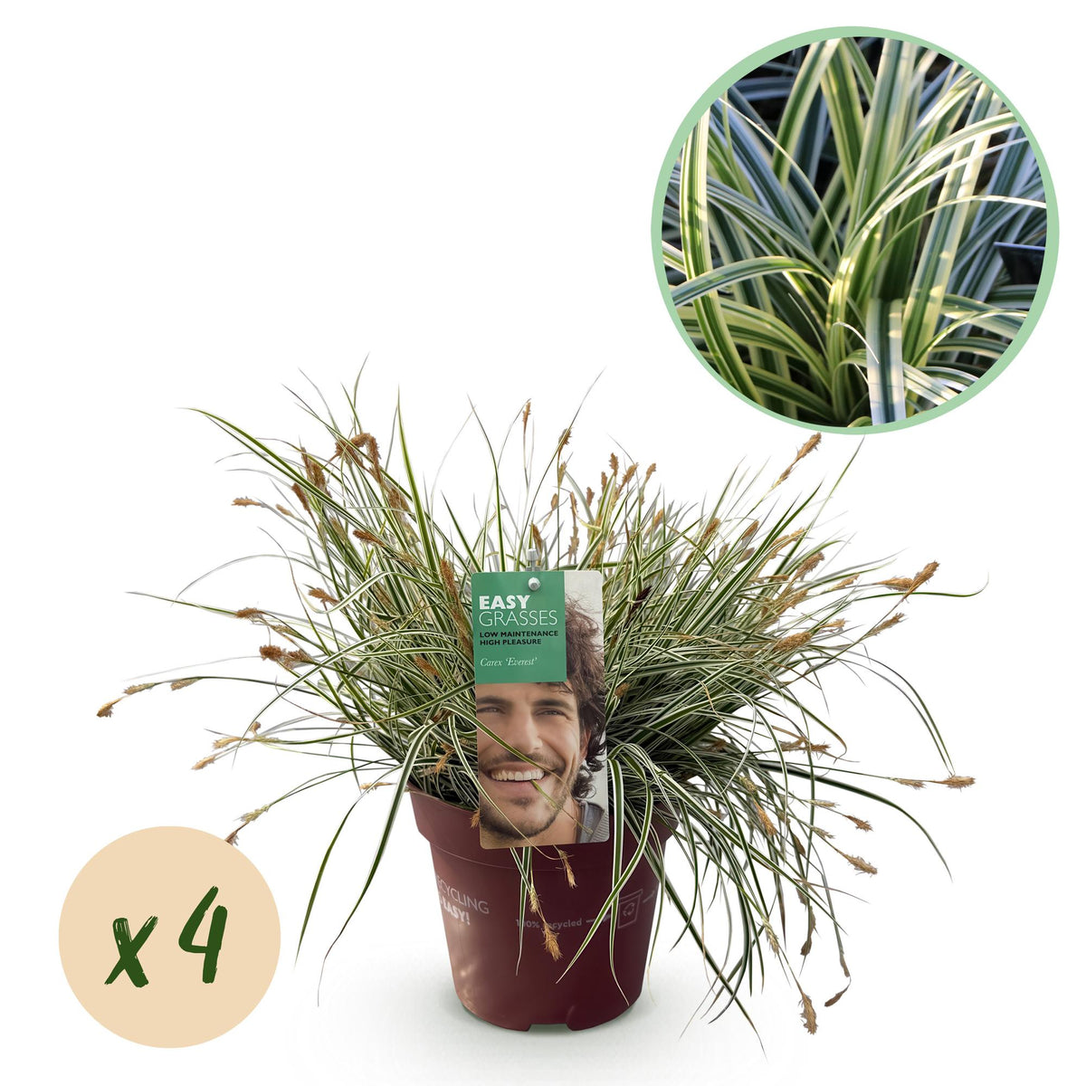 Green boutiQ - Siergrassen - Carex oshimensis Everest - Wit i Groen - 4 Växtn - Bladhoudend - Weinig Onderhoud - Kruka 17cm Hoogte 50cm