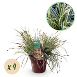 Green boutiQ - Siergrassen - Carex oshimensis Everest - Wit i Groen - 4 Växtn - Bladhoudend - Weinig Onderhoud - Kruka 17cm Hoogte 50cm