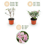 Green boutiQ - Tuinplant - Buddleja davidii Butterfly Candy Little Pink - Vlinderstruik - Compact - Roze - 1 Plant - Kruka 12cm - Hoogte 20-25cm