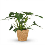 Green boutiQ - Kamerplant - Philodendron - Philodendron Lacerum - Groen - Weinig onderhoud - 1 Plant - met Mand - Kruka 19cm - Hoogte 65cm