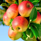 Green boutiQ - Fruitplant - Appelboom - Malus domestica Jonagold - Geel groene Appel - Kruka 21cm Hoogte 90cm
