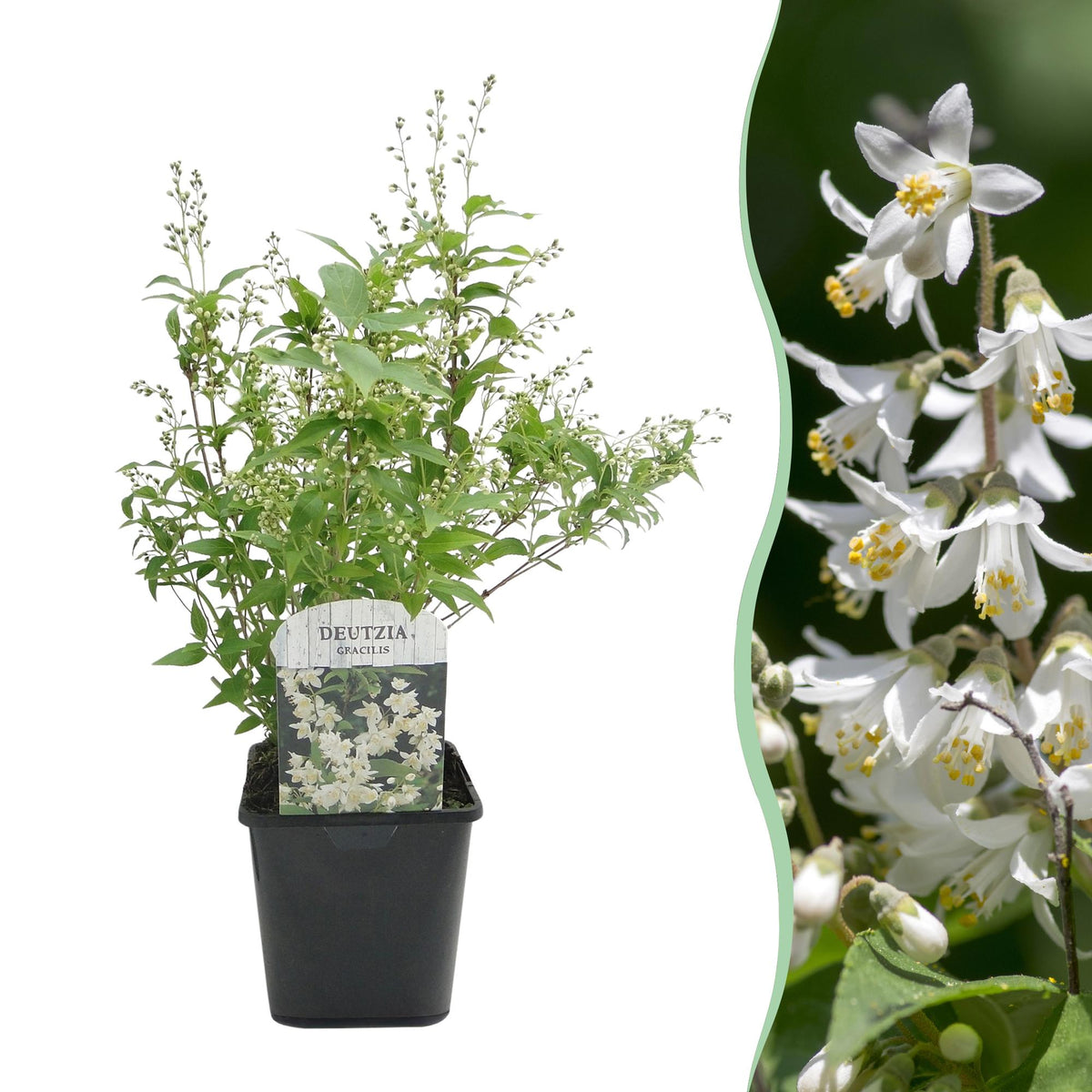 Green boutiQ - Heesters -  Deutzia Gracilis - Bloem Wit - 1 Plant - Bladverliezend - Weinig Onderhoud - Kruka 17cm Hoogte 45cm