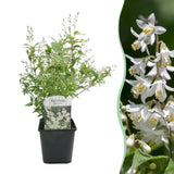 Green boutiQ - Heesters -  Deutzia Gracilis - Bloem Wit - 1 Plant - Bladverliezend - Weinig Onderhoud - Kruka 17cm Hoogte 45cm