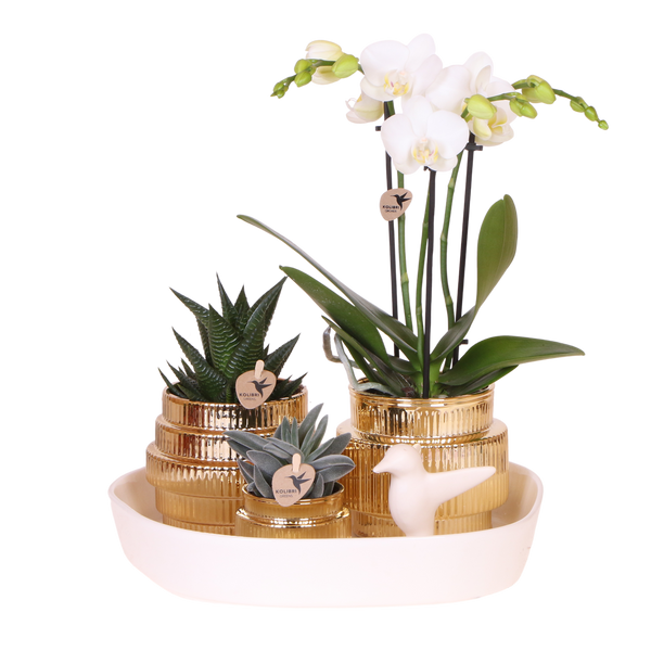 Orchidée Phalaenopsis blanche Mineral Amabilis et 2 succulentes - coffret Allure Shiny or - pot Ø9 cm