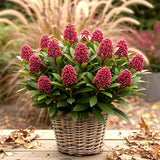 1x - Terrasplant - Skimmia japonica Rubella - Bloem Rood - 40+ Bloemen - 1 Plant - Winterhard - Kruka 19cm Hoogte 60cm