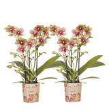 Orchidées Phalaenopsis orange et jaunes Mineral Grosseto - lot de 2 - pot Ø9 cm