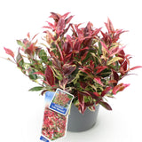 Leucothoé Colour Diamond - H 45 cm, pot Ø17 cm - photo 2