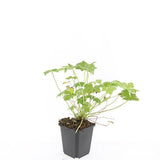 Géranium vivace Tiny Monster en godet - Geranium sanguineum hybride - H 10-25 cm, pot Ø9 cm - photo 2