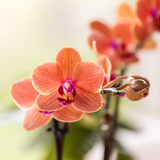 Kolibri Company | Växtnset Poppy Orange Orchids | Oranje orchidee Bolzano incl. keramieken sierpotten
