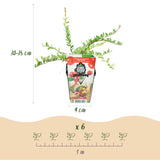 Green boutiQ - Fruitväxtn - Blauwe Bes - Vaccinium macrophylla Early Black - Winterhard - 3 Växtn - Kruka 9 cm - Donker Rode  Bes