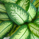 Green BoutiQ - Kamerväxtn - Diefenbachia Tropic Snow - Dieffenbachia - Weinig onderhoud - Groen - 1 Plant - met Potter Grijs - Kruka 21cm - Hoogte 90-100cm