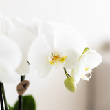 Kolibri Company | Växtnset Bamboo | Witte Amabilis orchidee Ø9cm + groene plant incl. keramieken sierpotten