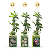 Passiflores tricolores - lot de 12 plants - pot Ø9 cm