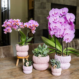 Orchidée Phalaenopsis rose Mineral Antwerpen et 2 succulentes - coffret Horizon rose