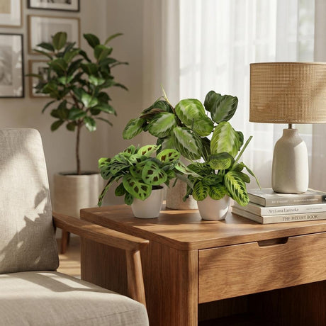 Green boutiQ - Kamerplant - Marantha Silverband, Marantha Lemon Lime Marantha Kerchoveana - Gebedsplant - Huisdiervriendelijke Plant - Groen - 3 Växtn - met Potter Grijs - Kruka 12cm - Hoogte 25cm