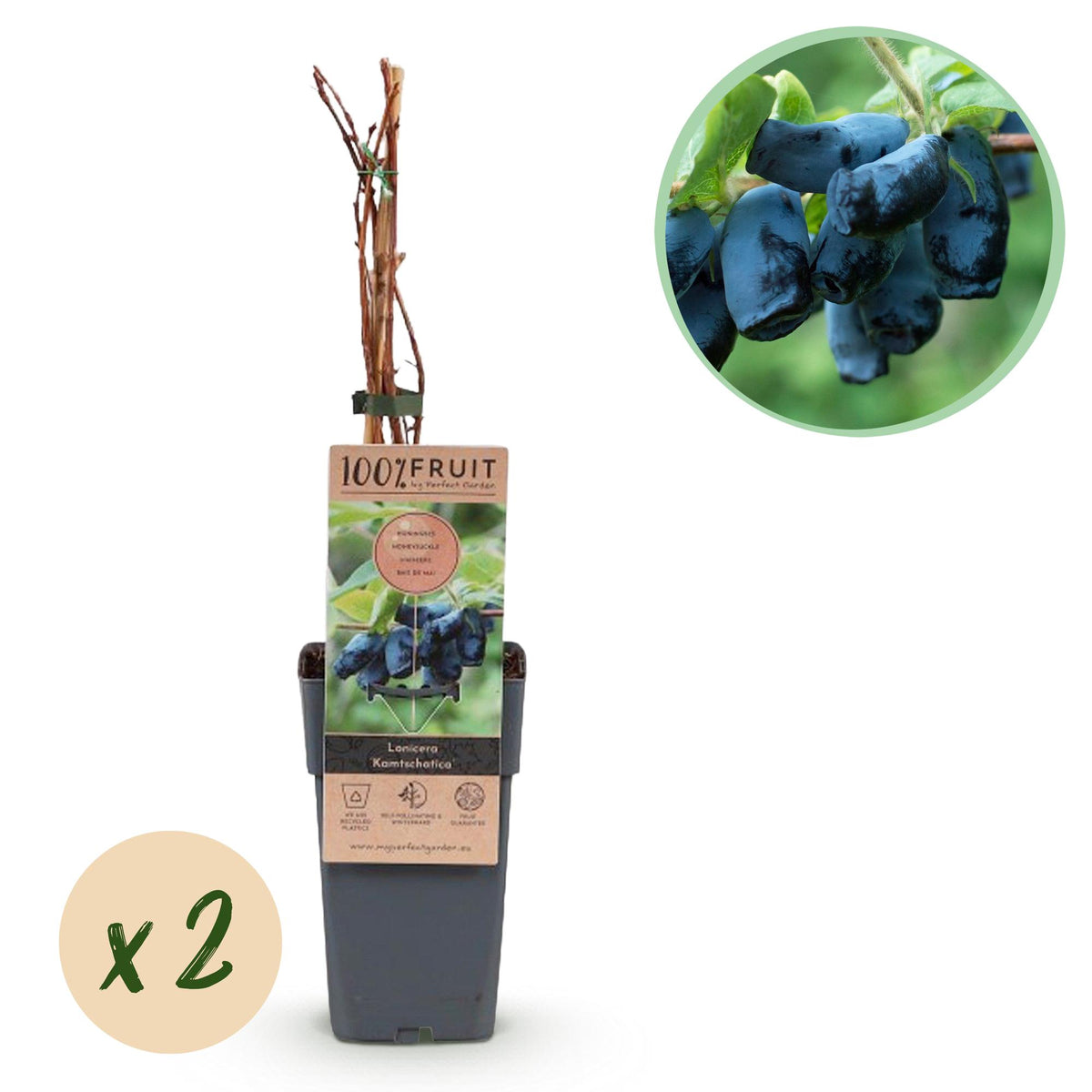 Green boutiQ - Fruitplant - Honingbes - Lonicera caerulea Kamchatika - Blauwe Bes - 2 växtn - Kruka 15cm Hoogte 50cm