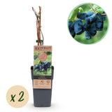 Green boutiQ - Fruitplant - Honingbes - Lonicera caerulea Kamchatika - Blauwe Bes - 2 växtn - Kruka 15cm Hoogte 50cm