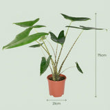 Green boutiQ - Kamerplant - Olifantsoor - Alocasia Zebrina - Groen - Weinig onderhoud - 1 Plant - met Potter Grijs - Kruka 21 cm - Hoogte 70 - 75cm