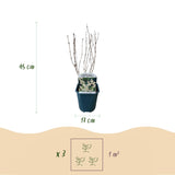 Green boutiQ - Heesters -  Deutzia Gracilis - Bloem Wit - 1 Plant - Bladverliezend - Weinig Onderhoud - Kruka 17cm Hoogte 45cm