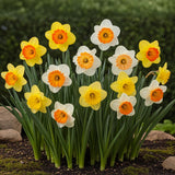 Green boutiQ - Bloembollen - Narcis Large Cupped mix - Kleur Geel i Wit - 15 stuks - Bolmaat 12/14 - XXL Pack