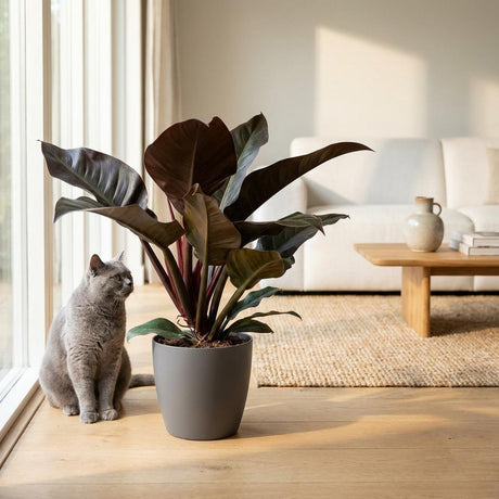 Green boutiQ - Kamerplant - Philodendron - Philodendron Imperial Red - Rood - Weinig onderhoud - 1 Plant - Kruka 19cm - Hoogte 60cm