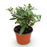 Green boutiQ - Tuinplant - Buddleja davidii Butterfly Candy Little White - Vlinderstruik - Compact - Wit - 1 Plant - Kruka 12cm - Hoogte 20-25cm