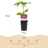 Green boutiQ - Klimplant - Clematis Ville de Lyon - Bloem Roze - Weinig onderhoud -2 växtn -  Kruka 11cm Hoogte 40cm