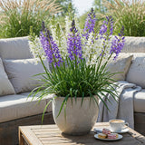 Green boutiQ - Bloembollen - Camassia Leichtlinii Mix - Kleur Paars i Wit - 5 stuks - Bolmaat 12/14 - XXL Pack