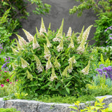 Green boutiQ - Tuinplant - Buddleja davidii Butterfly Candy Little White - Vlinderstruik - Compact - Wit - 1 Plant - Kruka 12cm - Hoogte 20-25cm