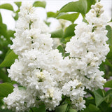 Green boutiQ - Trädgårdsväxt - Syringa vulgaris Mme Lemoine - Vanlig Syren - Frosttålig - Vit - 1 Växt - Kruka 17cm - Höjd 45cm