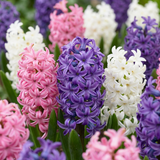 Jacinthe pastel en mélange - 40 bulbes