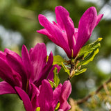 Green boutiQ - Heesters -  Magnolia Susan  - Bloemen Donker Roze - 1 plant - bladverliezend - weinig onderhoud - kruka 17cm hoogte 45cm