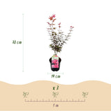 Green boutiQ - Terrasplant - Japanse Esdoorn - Acer palmatum Skeetsers Broom - Paars - 2 Växtn - Bladverliezend - Kruka 19cm Hoogte 70cm