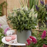 Green boutiQ - Tuinplant - Buddleja davidii Butterfly Candy Little White - Vlinderstruik - Compact - Wit - 1 Plant - Kruka 12cm - Hoogte 20-25cm