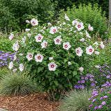 Green boutiQ - Trädgårdsväxt - Hibiskus syriacus Hamabo - Trädgård Hibiskus - Winterhard - Vit - Rosa - 3 växter - Kruka 17cm - Höjd 45cm
