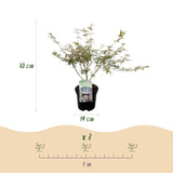 Green boutiQ - Terrasplant - Japanse Esdoorn - Acer palmatum Iyoshi - Roze - 2 Växtn - Bladverliezend - Kruka 19cm Hoogte 70cm
