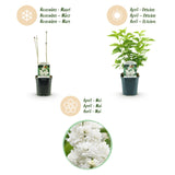 Green boutiQ - Trädgårdsväxt - Syringa vulgaris Mme Lemoine - Vanlig Syren - Frosttålig - Vit - 1 Växt - Kruka 17cm - Höjd 45cm