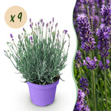 Lavande Munstead - Lavandula angustifolia - H 15-25 cm, pot Ø12 cm