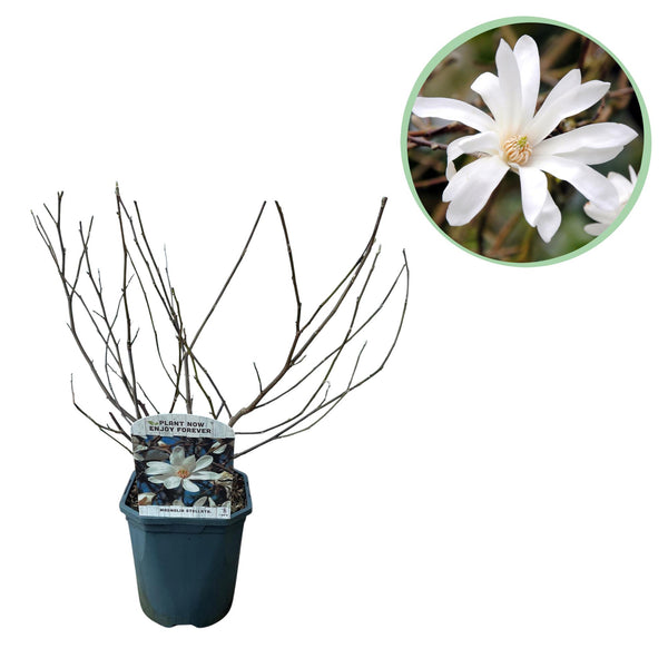 Green boutiQ - Heesters -  Magnolia Stellata  - Bloem Wit  - 1 Plant - Bladverliezend - Weinig Onderhoud - Kruka 17cm Hoogte 45cm
