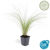 Stipa tenuissima Ponytails en godet - Cheveux d'ange - H 10-25 cm, pot Ø9 cm - photo 3