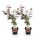 Green boutiQ - Terrasplant - Japanse Esdoorn - Acer palmatum Atropurpureum - Paars - 2 Växtn - Bladverliezend - Kruka 19cm Hoogte 70cm