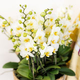 Orchidées Phalaenopsis blanches Blossom Lausanne en coupe Oyster - bouquet de 3
