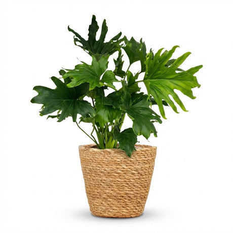 Green boutiQ - Kamerplant - Philodendron - Philodendron Lickety split - Groen - Weinig onderhoud - 1 Plant - met Mand - Kruka 19cm - Hoogte 70cm