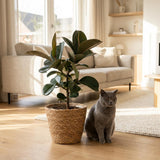 Green boutiQ - Kamerplant - Rubberplant - Ficus Elastica Cloe - Groen - Weinig onderhoud - 1 Plant - Kruka 19cm - Hoogte 65cm