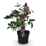Green boutiQ - Tuinplant - Lenten Rose - Helleborus orientalis Double Ellen Red - Rode Bloem -1 Plant - Groenblijvend - Kruka 14cm Hoogte 35cm