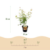 Green boutiQ - Terrasplant - Japanse Esdoorn - Acer palmatum Katsura - Oranje - 2 Växtn - Bladverliezend - Kruka 19cm Hoogte 70cm