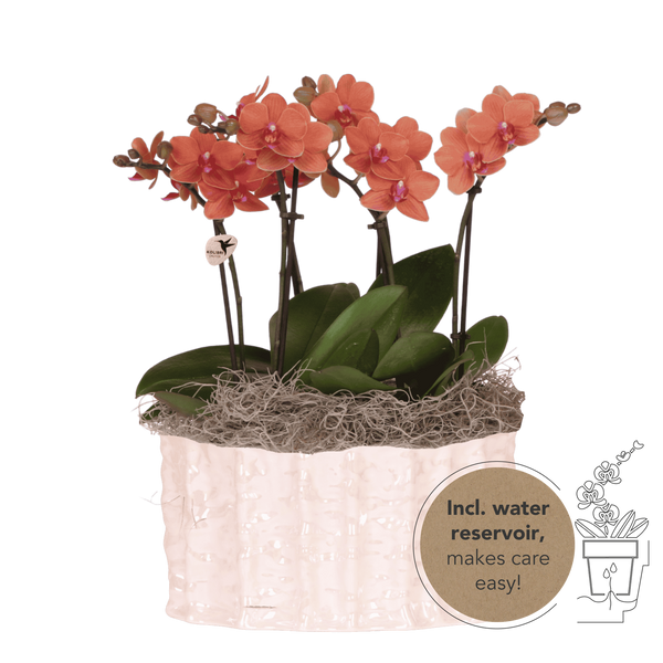 Orchidées Phalaenopsis orange Mineral Bolzano - bouquet de 3 en coupe Oyster - pot Ø9 cm