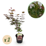 Green boutiQ - Terrasplant - Japanse Esdoorn - Acer palmatum Atropurpureum - Paars - 2 Växtn - Bladverliezend - Kruka 19cm Hoogte 70cm